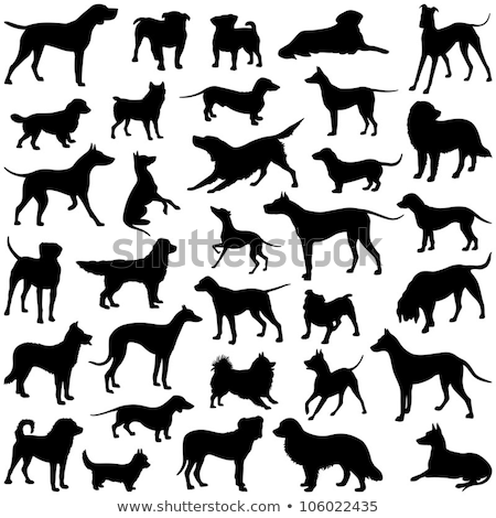 Zdjęcia stock: Black Hunting Dog With Shadow