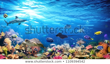 [[stock_photo]]: Tropical Fish And Corals In The Sea Under Water