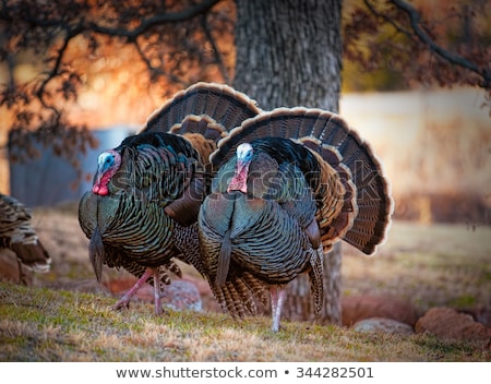 Foto stock: Turkey Bird Theme Image 2