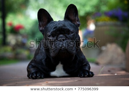Foto stock: Bulldog Gardener Gardening Animal Mascot