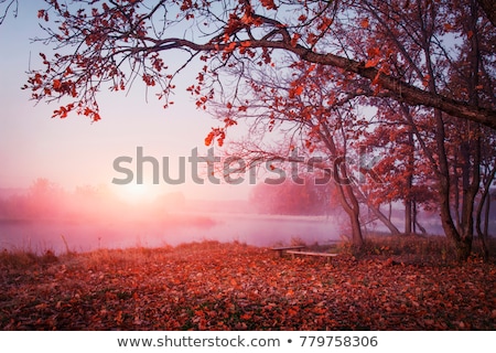 Zdjęcia stock: Foggy Red Forest In Autumn