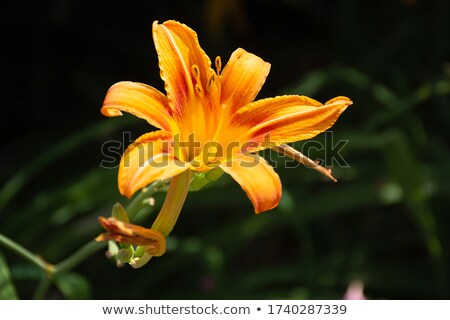 [[stock_photo]]: Orange Hemerocallis Flower