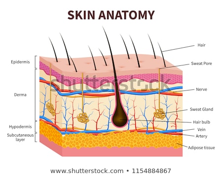 Stock fotó: Veins And Arteries