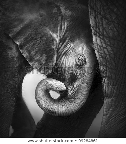 Stock foto: Baby Elephant Seeking Comfort