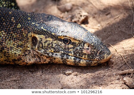 Stok fotoğraf: Iguana In Zanzibar