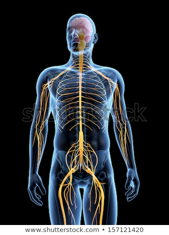 Foto d'archivio: 3d Rendered Illustration Of The Male Nerves