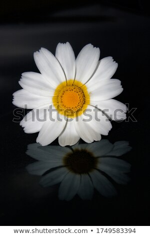 [[stock_photo]]: Daisy In Water