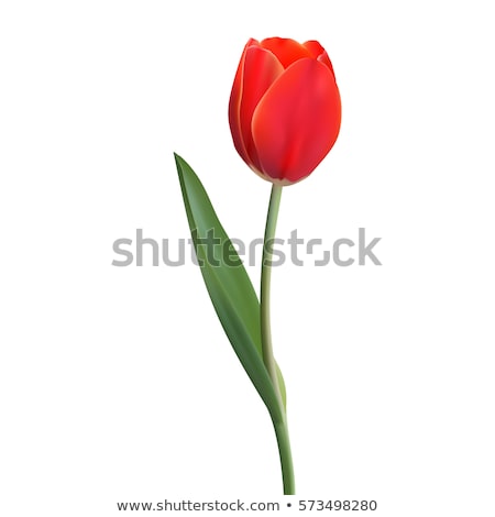 Foto stock: Bouquet Of Red Tulips With Green Leaves On Abstract Background