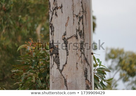 Stok fotoğraf: Termite And Light Pole