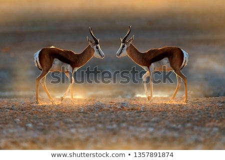 Stock foto: Springbok Portrait