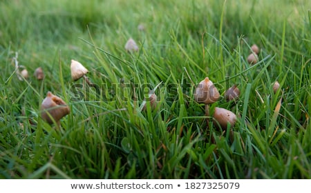 Stock fotó: Liberty Cap