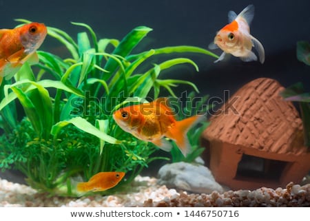 Foto stock: Tree Goldfishs In Aquarium