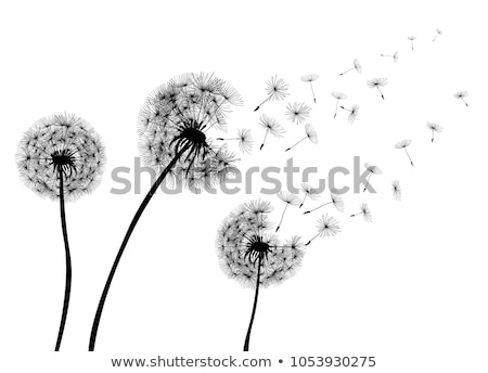 Foto stock: Dandelion