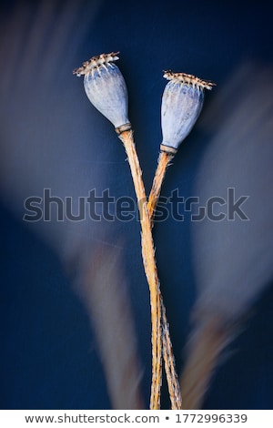 Stock photo: Poppy Head And Seeds