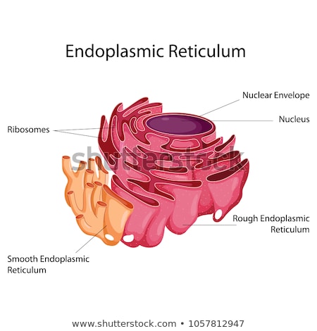 Foto stock: Cell Nucleus And Endoplasmic Reticulum