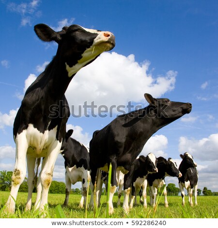Stock photo: Holstein Cows Sniffing