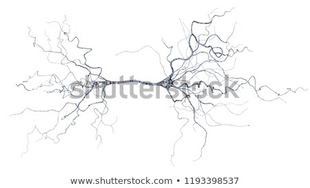 Foto stock: Detailed Neuron Illustration