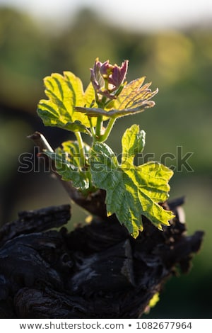 [[stock_photo]]: New Bug And Leaves Sprouting At The Beginning Of Spring On A Trellised Vine Growing In Bordeaux Vine