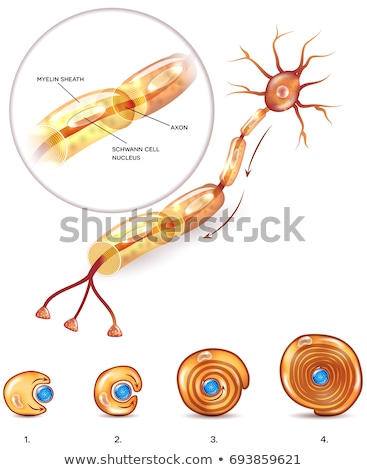 Сток-фото: Myelin Sheath Formation