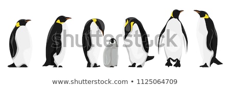 Stok fotoğraf: Penguin Family With Father Mother