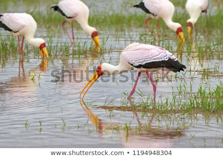 ストックフォト: The Yellow Billed Stork Mycteria Ibis Is A Large Wading Bird I