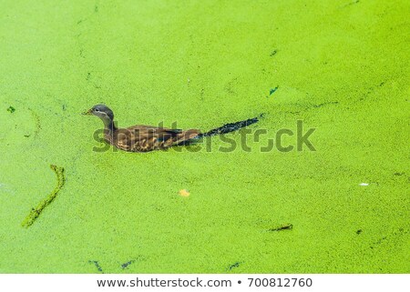 Stockfoto: Mallard Duck Feeding On Duck Weed In A Green Overgrown Pond