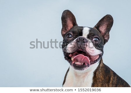 Сток-фото: Studio Shot Of An Adorable Boston Terrier