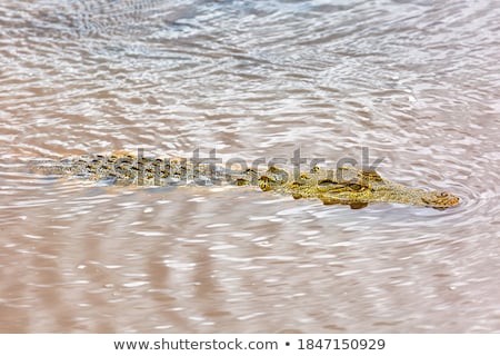 ストックフォト: Kenian Crocodiles