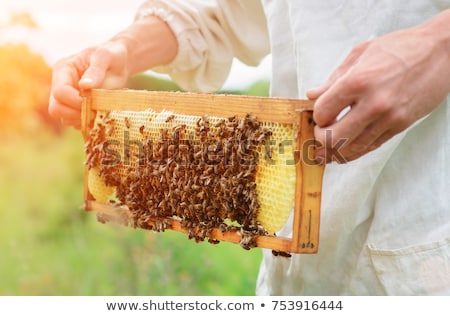 Stock fotó: Beekeeper And Honeycomb With Bees And Honey