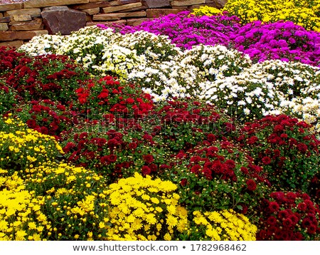 Stok fotoğraf: Bunch Of Pink And Red Chrysanthemum