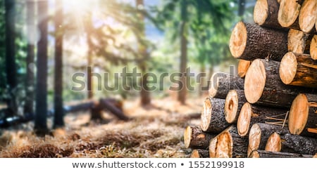 Zdjęcia stock: Stacked Timber Logs