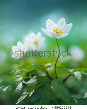 Stock fotó: Spring Beams Beautiful White Anemones