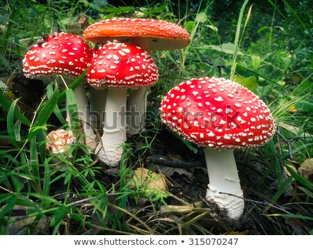 Stock fotó: Fly Agaric In Moss With Fall Leaves