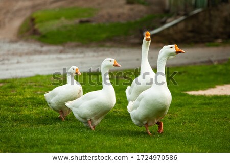 Stok fotoğraf: Domesticated White Duck