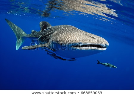 Imagine de stoc: Sharks And Whales In The Ocean