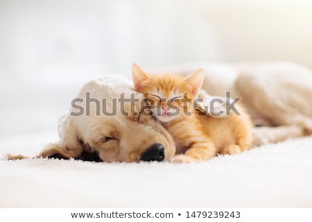 [[stock_photo]]: The Cat And Dog Love