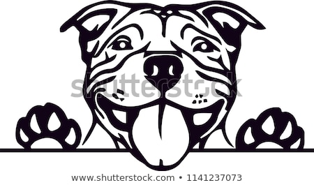 Stock fotó: Set Of Pitbull Dog