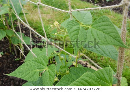 Foto stock: Small Yin Yang Bean Pods Growing On Lush Plants