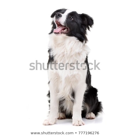 Stock foto: Studio Shot Of An Adorable Border Collie