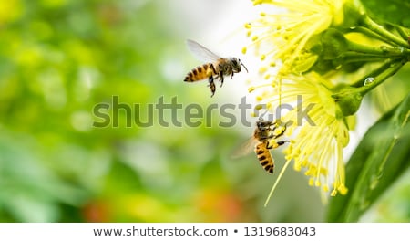 Stok fotoğraf: Bee Pollinating Flowers