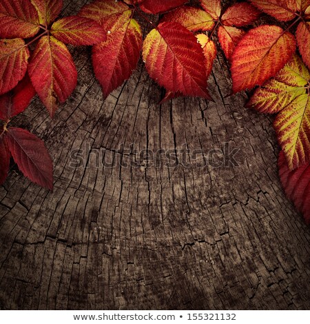 Matériau en bois de chêne avec des feuilles et des glands [[stock_photo]] © mythja