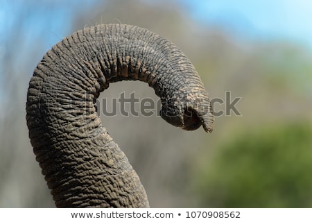 ストックフォト: Trunk Of An Elephant