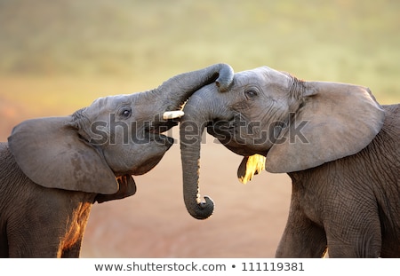 Foto stock: Elephants Touching Each Other Gently Greeting