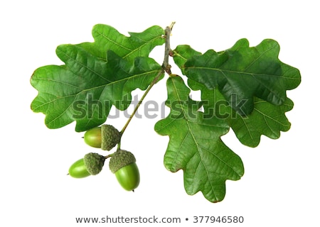 Foto stock: Oak Branch With Acorns Isolated On A White Background