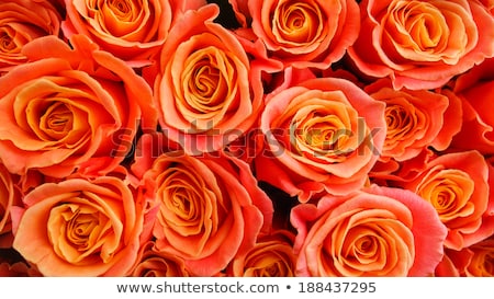 Foto stock: Orange Rose