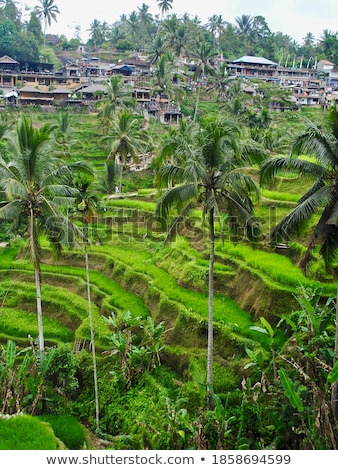 [[stock_photo]]: Lush Green Terraced Farmland In Bali