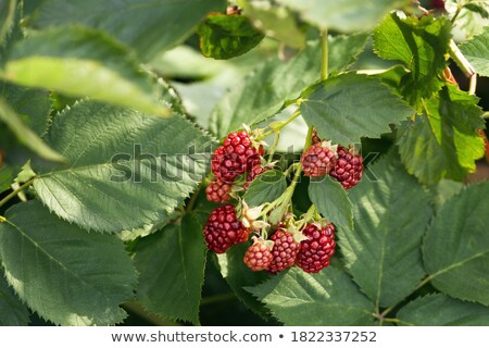 [[stock_photo]]: Bunch Of Blackberries With Soft Green Background