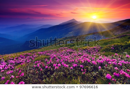 Stock photo: Rhododendron Flowers In The Mountains