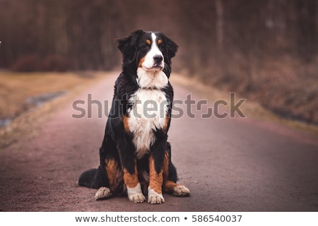 ストックフォト: Bernese Mountain Dog Resting In Autumn