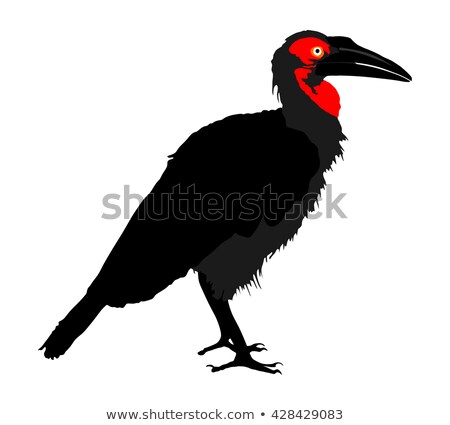 Foto stock: Southern Ground Hornbill With A Lizard In The Kruger National Park